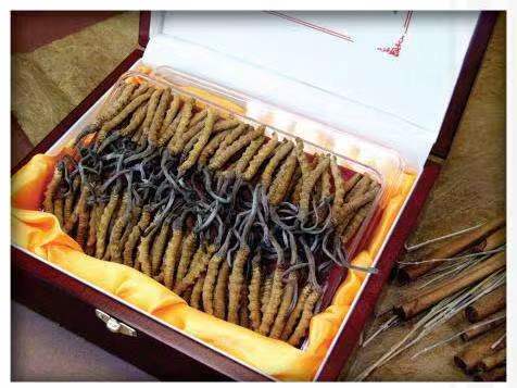 上安乡冬虫夏草回收